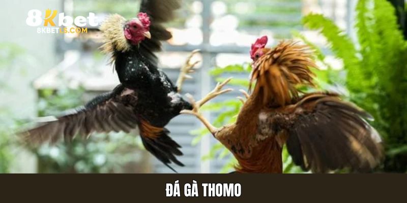 Đá Gà Thomo - Sới Gà Trực Tuyến Sôi Động Nhất Năm 2025