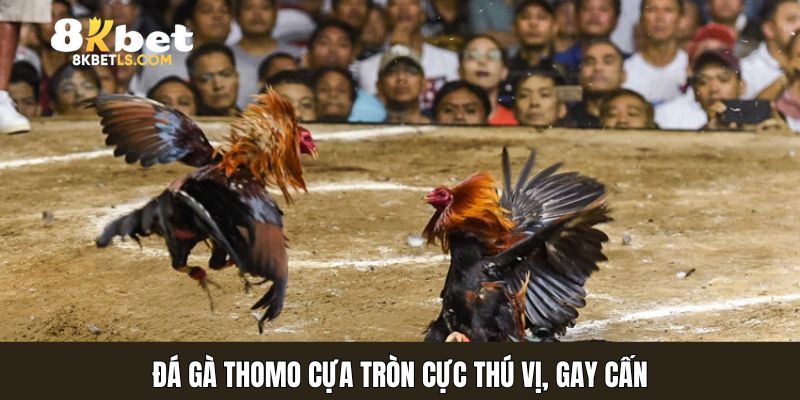 Đá gà Thomo cựa tròn cực thú vị, gay cấn