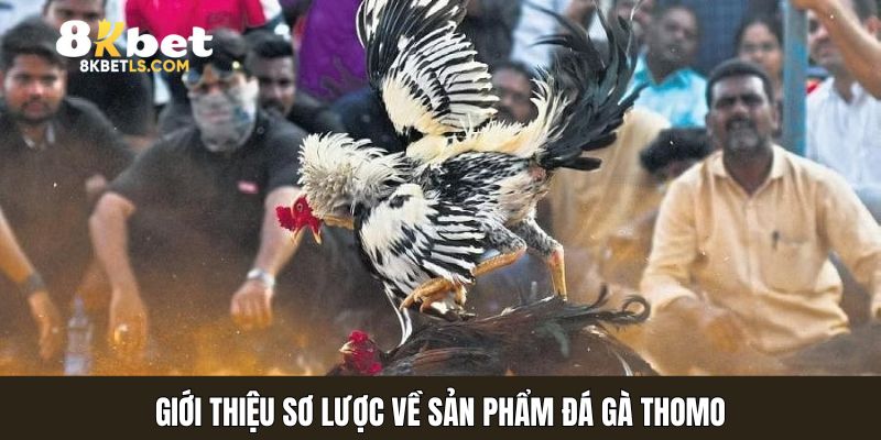 Sơ lược về siêu phẩm chọi chiến kê Thomo